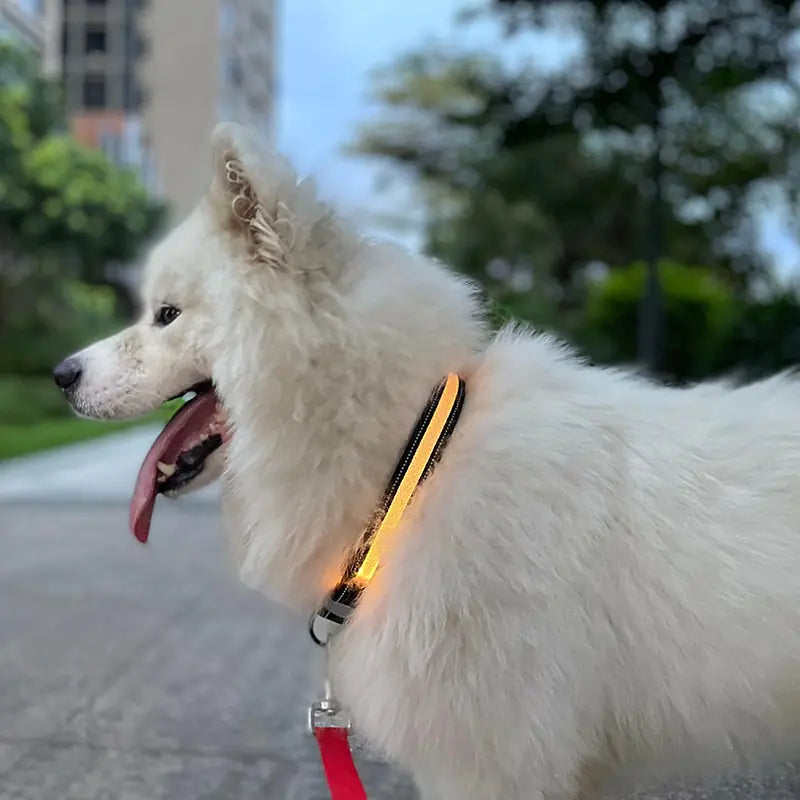 Dog LED Light Up Collar