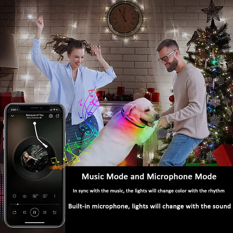 Dog LED Light Up Collar