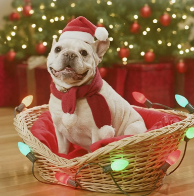 Christmas Pet Santa Hat