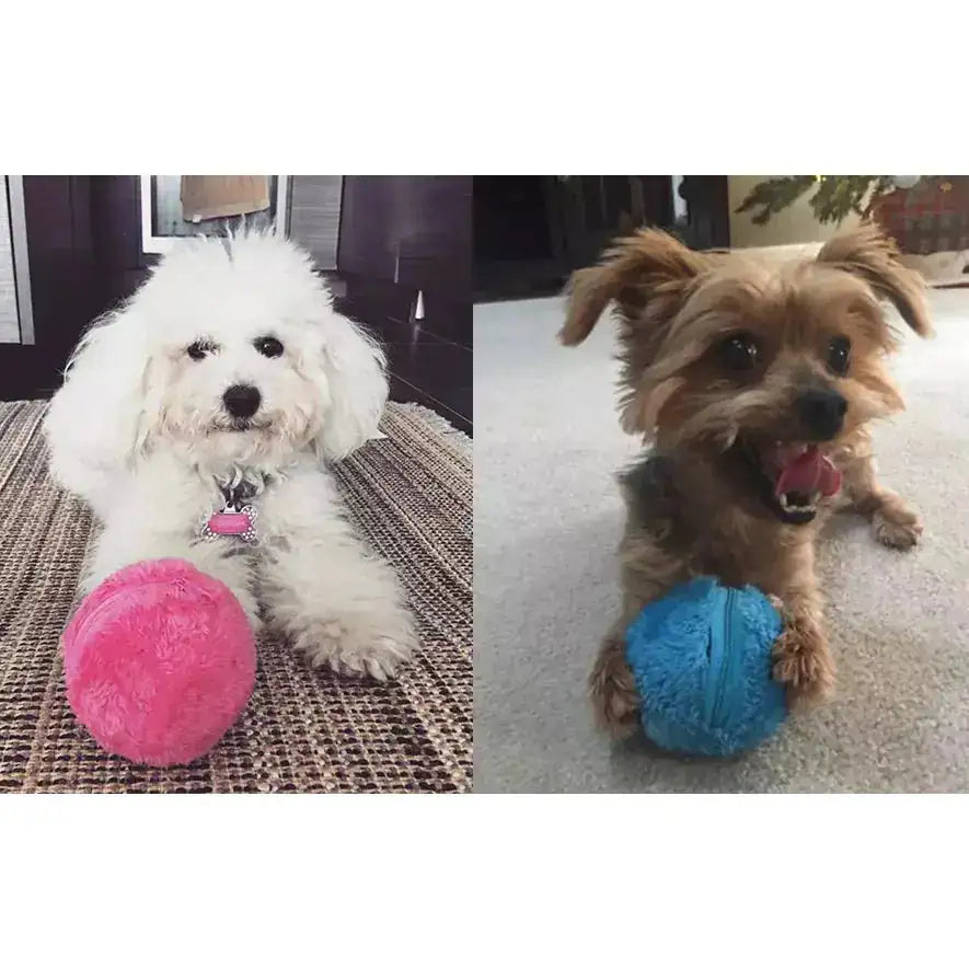 Active Rolling Ball for Dog