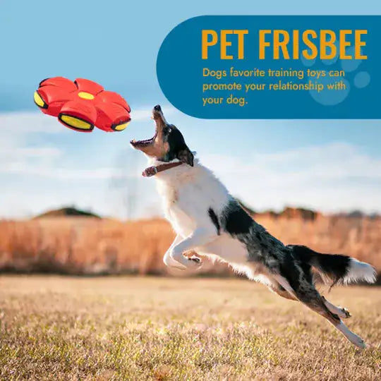 Pet Flying Saucer Ball Toy