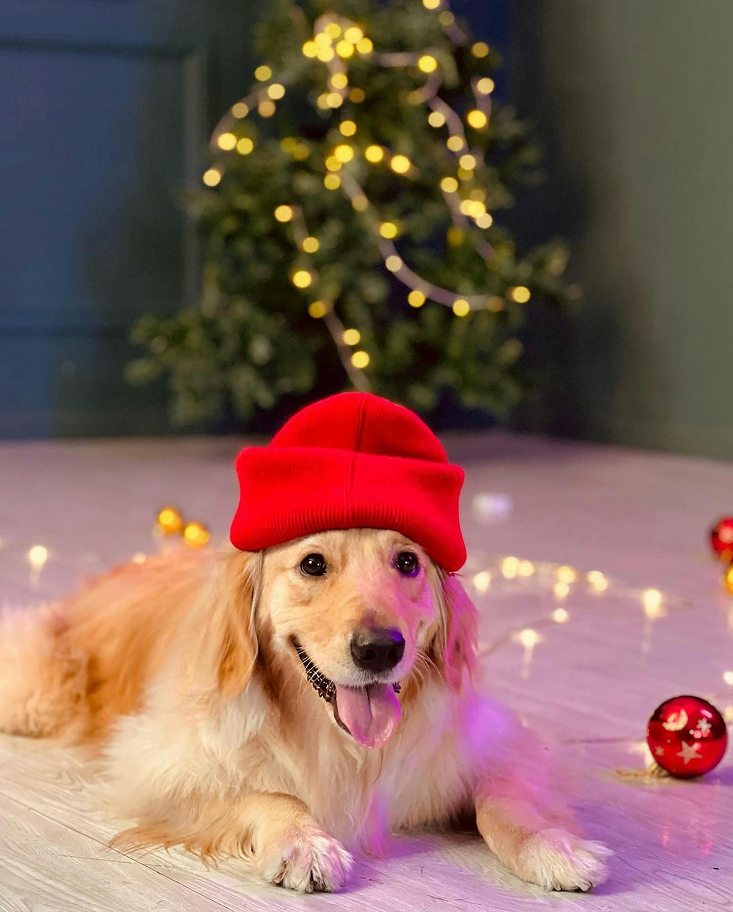 Christmas Pet Santa Hat