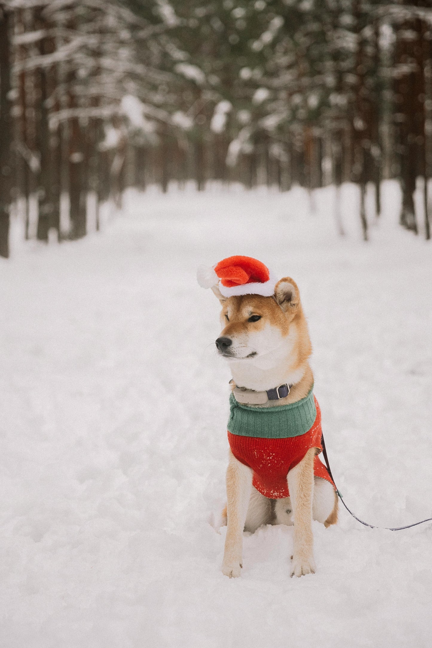 Puppy Santa outfit